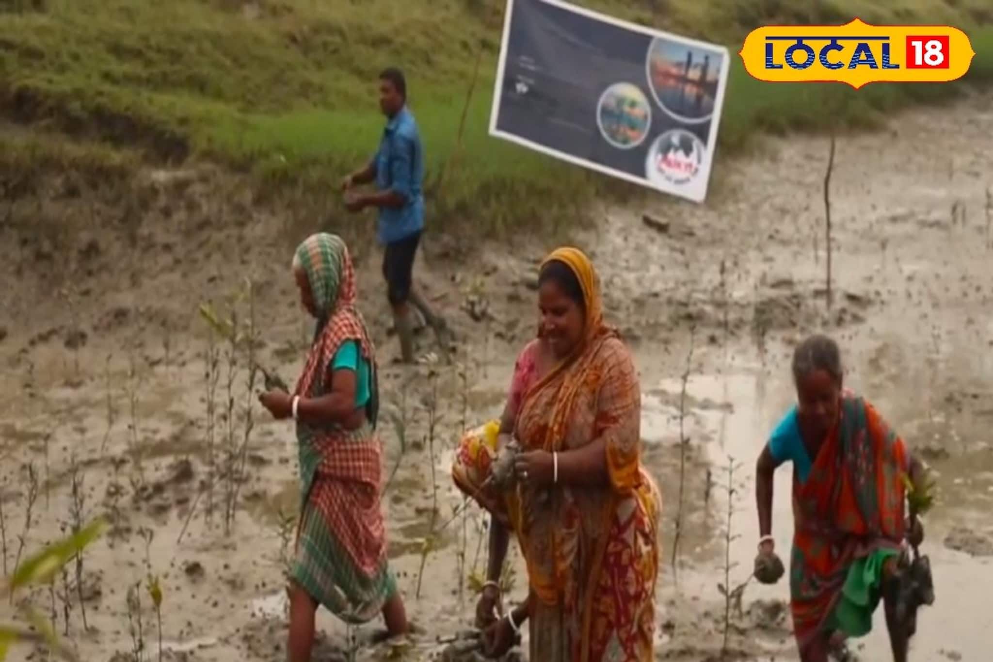 নদীর রাক্ষুসে গ্রাস থেকে এবার বাঁচাবে 'সবুজ সৈন্য', সুন্দরবনের ভাঙন রুখতে নতুন দাওয়াই!