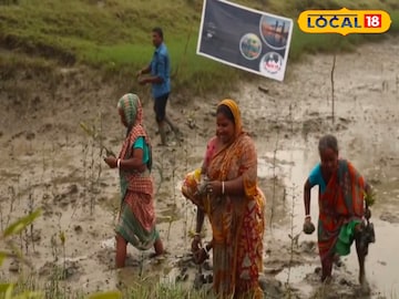 ম্যানগ্রোভ