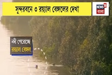 সাঁতরে নদী পার ৩ রয়্যাল বেঙ্গলের, যা দৃশ্য দেখা গেল সুন্দরবনে ! |