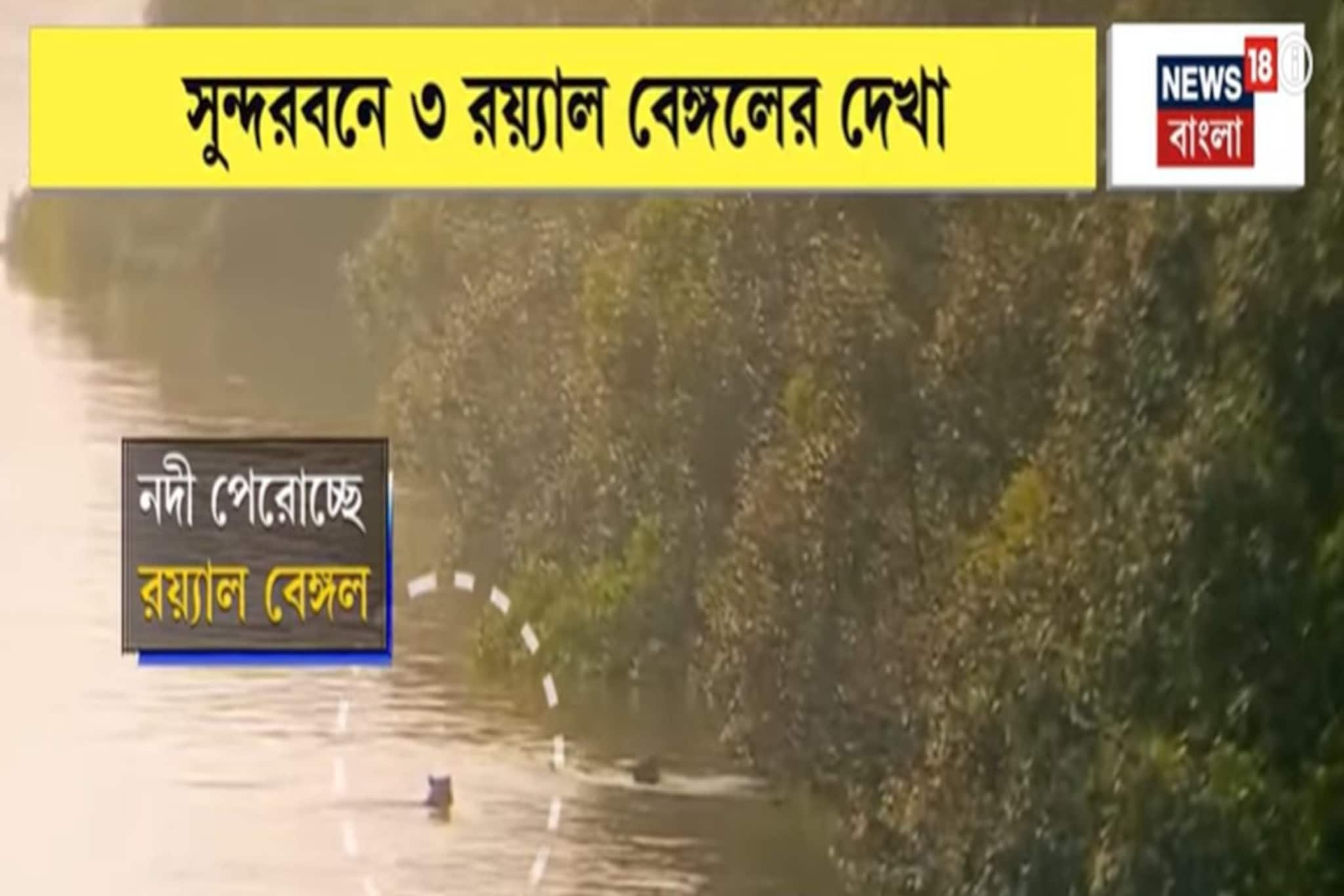 সাঁতরে নদী পার ৩ রয়্যাল বেঙ্গলের, যা দৃশ্য দেখা গেল সুন্দরবনে ! |