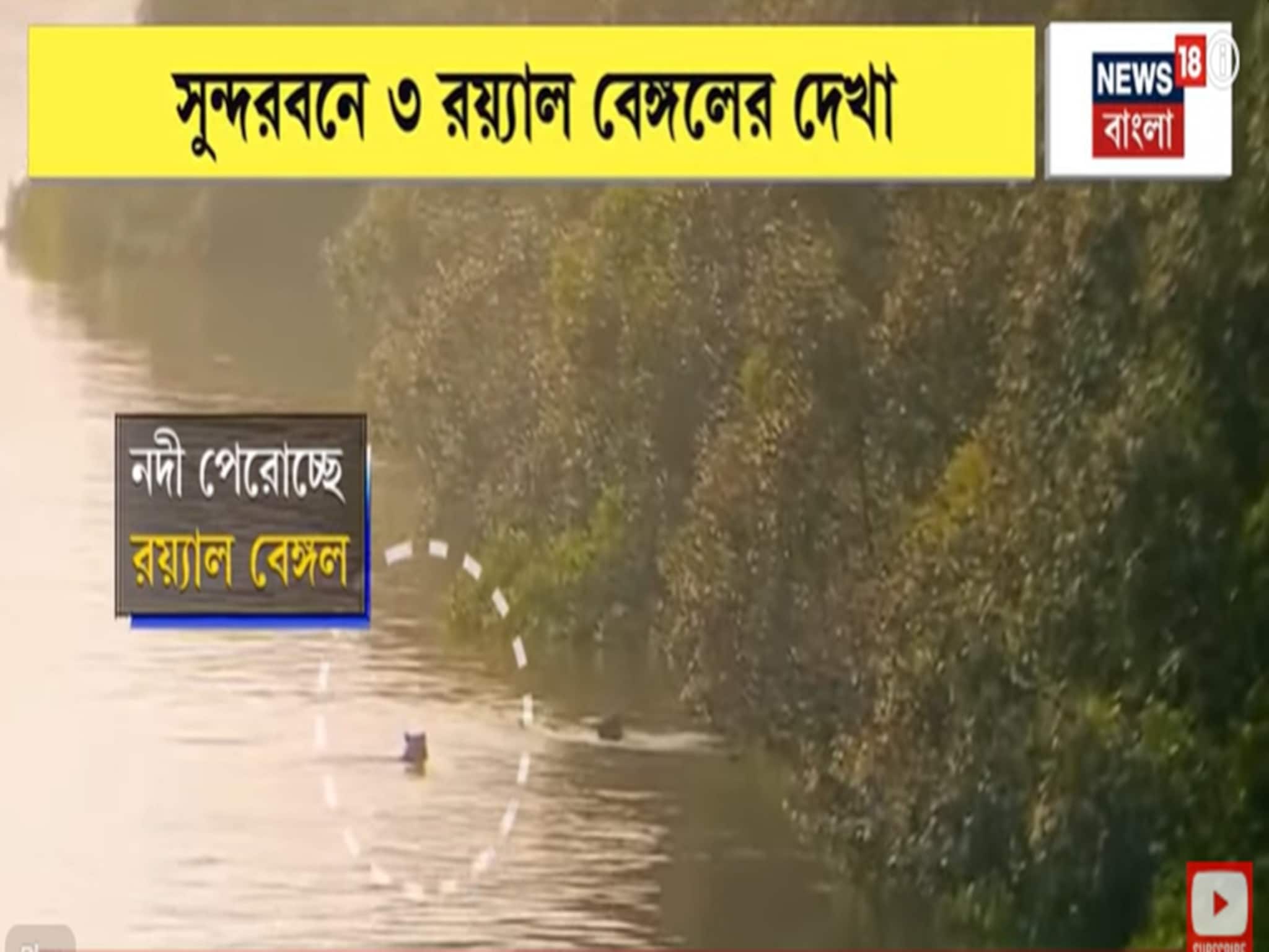 সাঁতরে নদী পার ৩ রয়্যাল বেঙ্গলের, যা দৃশ্য দেখা গেল সুন্দরবনে ! | সাঁতরে নদী পার ৩ রয়্যাল বেঙ্গলের, যা দৃশ্য দেখা গেল সুন্দরবনে ! |
