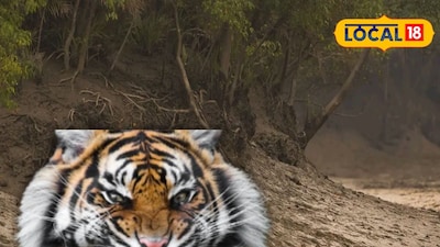 বাঘের হানা