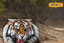 Tiger Attack: কলস দ্বীপে বাঘের মুখে মৎস্যজীবী! কাঁকড়া ধরতে গিয়ে ঘাড় কামড়ে ধরল দক্ষিণরায়, সঙ্গীদের মরণপণ লড়াইয়ে প্রাণরক্ষা