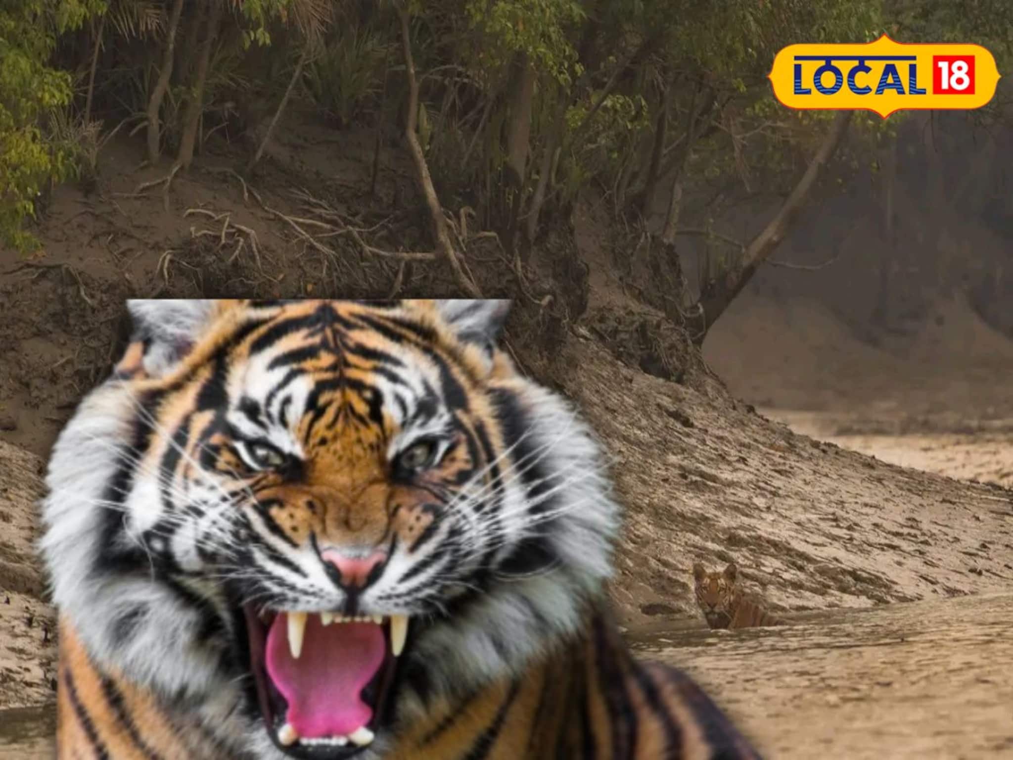 বাঘের মুখে মৎস্যজীবী! কাঁকড়া ধরতে গিয়ে ঘাড় কামড়ে ধরল দক্ষিণরায়, সঙ্গীদের লড়াইয়ে প্রাণরক্ষা বাঘের মুখে মৎস্যজীবী! কাঁকড়া ধরতে গিয়ে ঘাড় কামড়ে ধরল দক্ষিণরায়, সঙ্গীদের লড়াইয়ে প্রাণরক্ষা