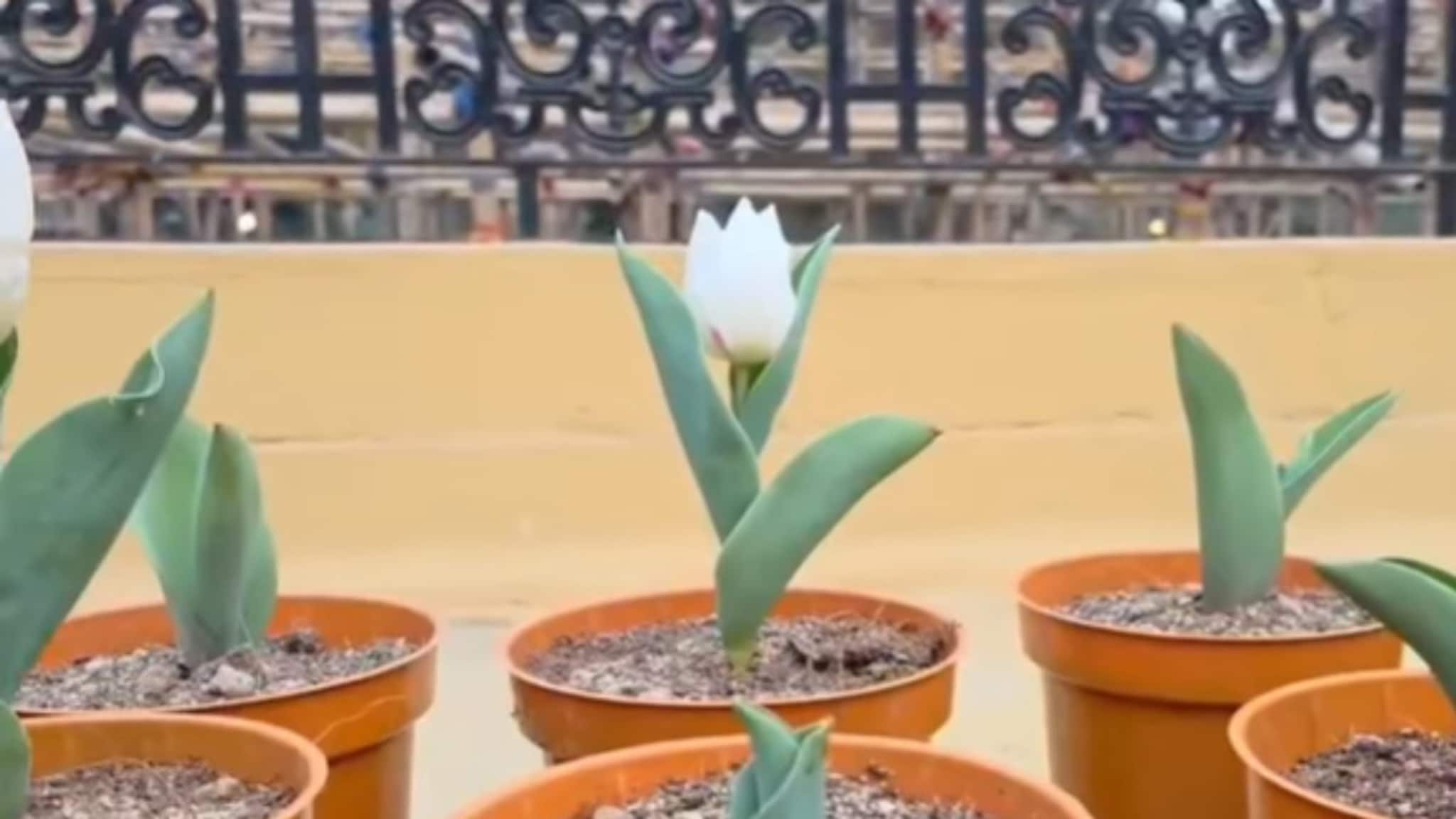 কাশ্মীরের টিউলিপ এবার বাংলায়, কার্যত অসাধ্য সাধন নদিয়ার যুবকের