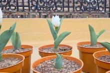 কাশ্মীরের টিউলিপ এবার বাংলায়, কার্যত অসাধ্য সাধন নদিয়ার যুবকের