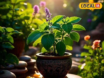 এই দিন ছেঁড়া দূরে থাক, ভুলেও ছোঁবেন না তুলসী গাছ! নিমেষে ছারখার হবে সুখ-সমৃদ্ধি