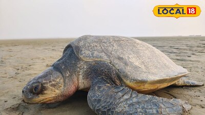 অলিভ রিডলে কাছিম