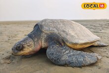 Turtle Rescue: পথ ভুলে নদীতে সামুদ্রিক কচ্ছপ! ৩ দিনের ব্যবধানে একই ঘটনা, প্রাণ বাঁচিয়ে সমুদ্রে ফেরাল হাওড়ার সহৃদয় যুবকরা