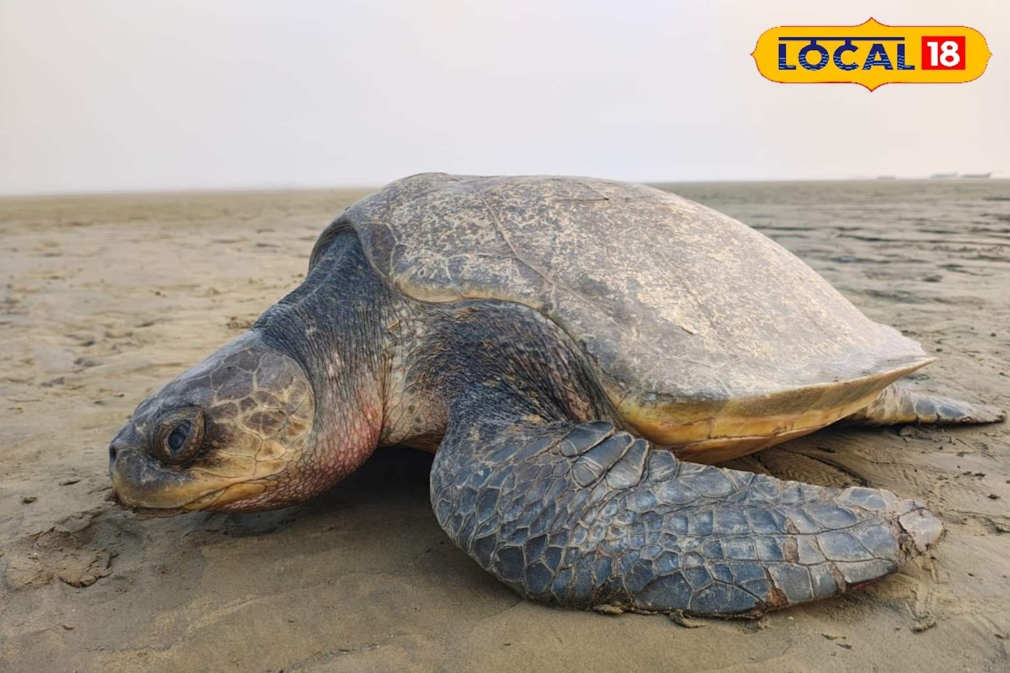 পথ ভুলে নদীতে সামুদ্রিক কচ্ছপ! ৩ দিনের ব্যবধানে একই ঘটনা, সমুদ্রে ফেরাল হাওড়ার যুবকরা