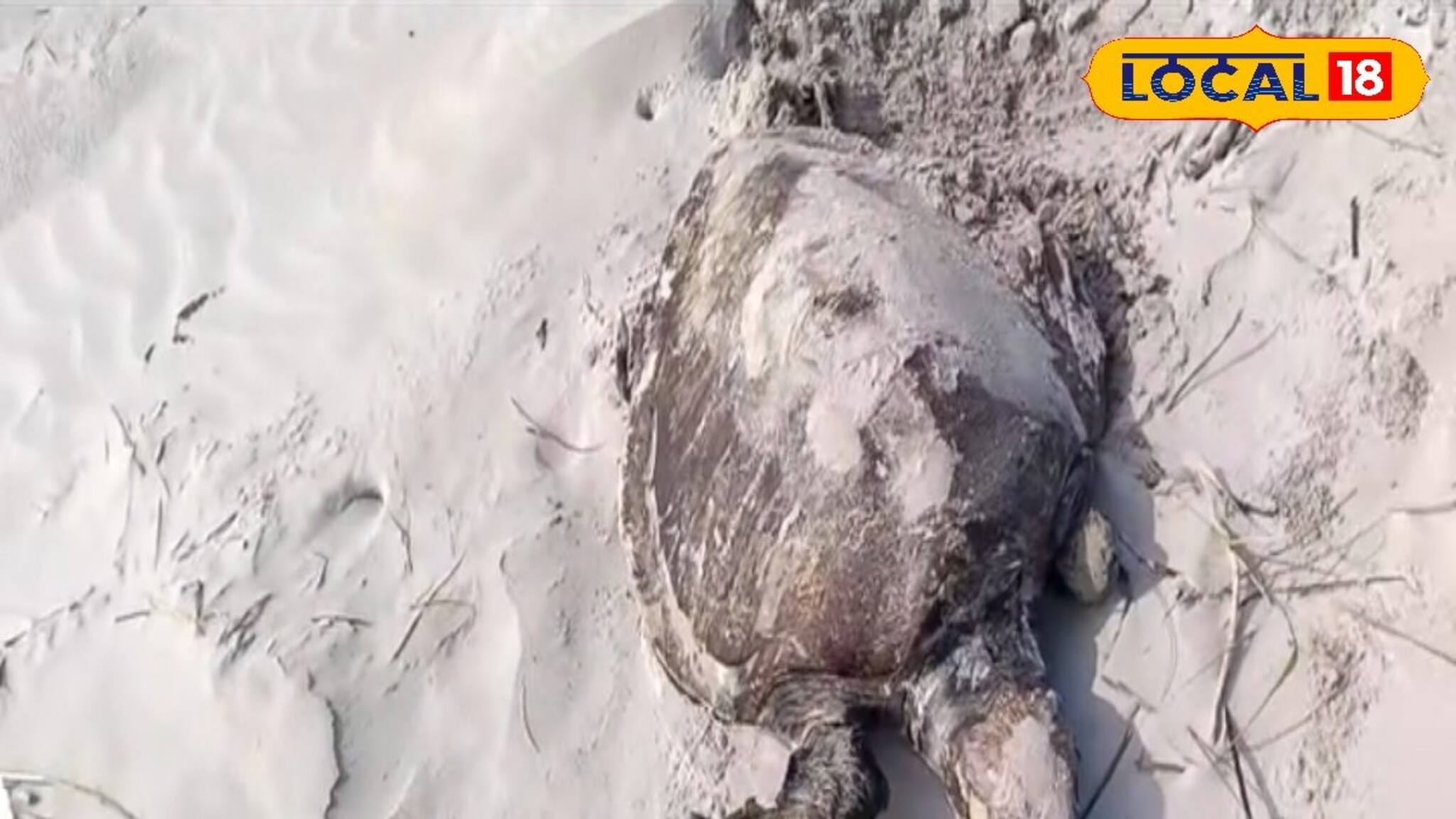 গত বছরের পুনরাবৃত্তি! বকখালির সমুদ্র সৈকতে ফের ভেসে এল মৃত কচ্ছপ, কেন বারবার ঘটছে এমন ঘটনা