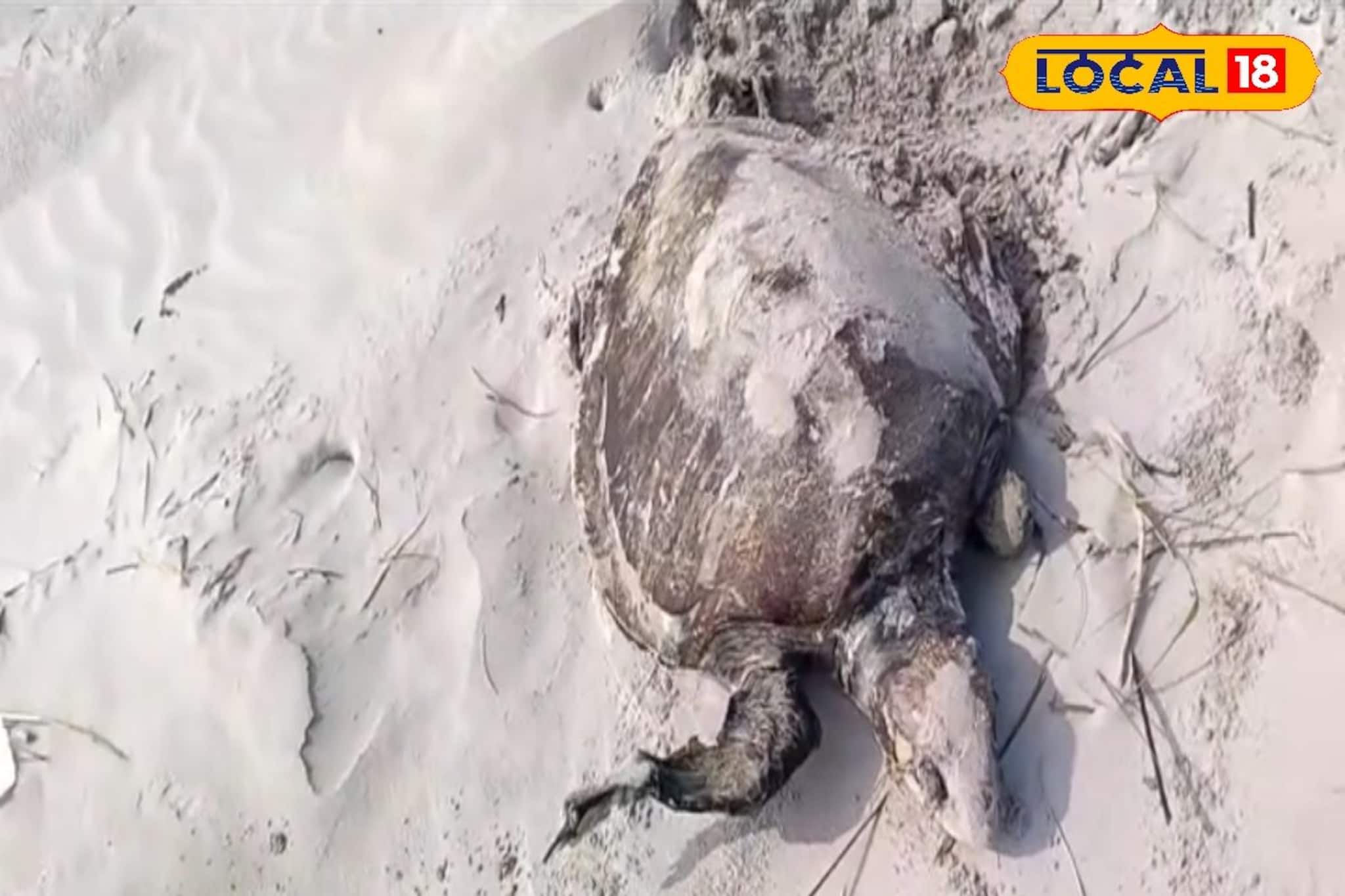 গত বছরের পুনরাবৃত্তি! বকখালির সমুদ্র সৈকতে ফের ভেসে এল মৃত কচ্ছপ, কেন বারবার ঘটছে এমন ঘটনা