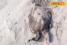 South 24 Parganas News: গত বছরের পুনরাবৃত্তি! বকখালির সমুদ্র সৈকতে ফের ভেসে এল মৃত কচ্ছপ, কেন বারবার ঘটছে এমন ঘটনা, জানুন