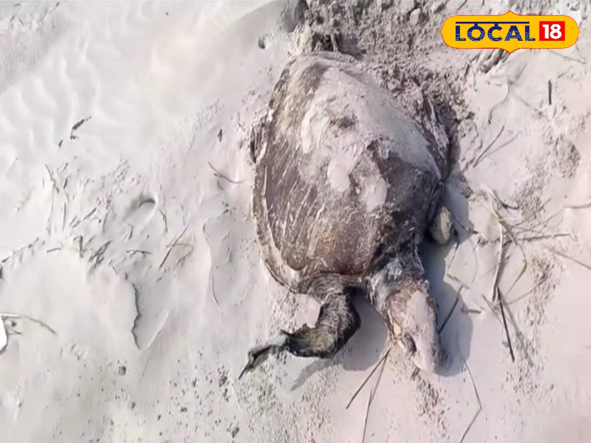 গত বছরের পুনরাবৃত্তি! বকখালির সমুদ্র সৈকতে ফের ভেসে এল মৃত কচ্ছপ, কেন বারবার ঘটছে এমন ঘটনা