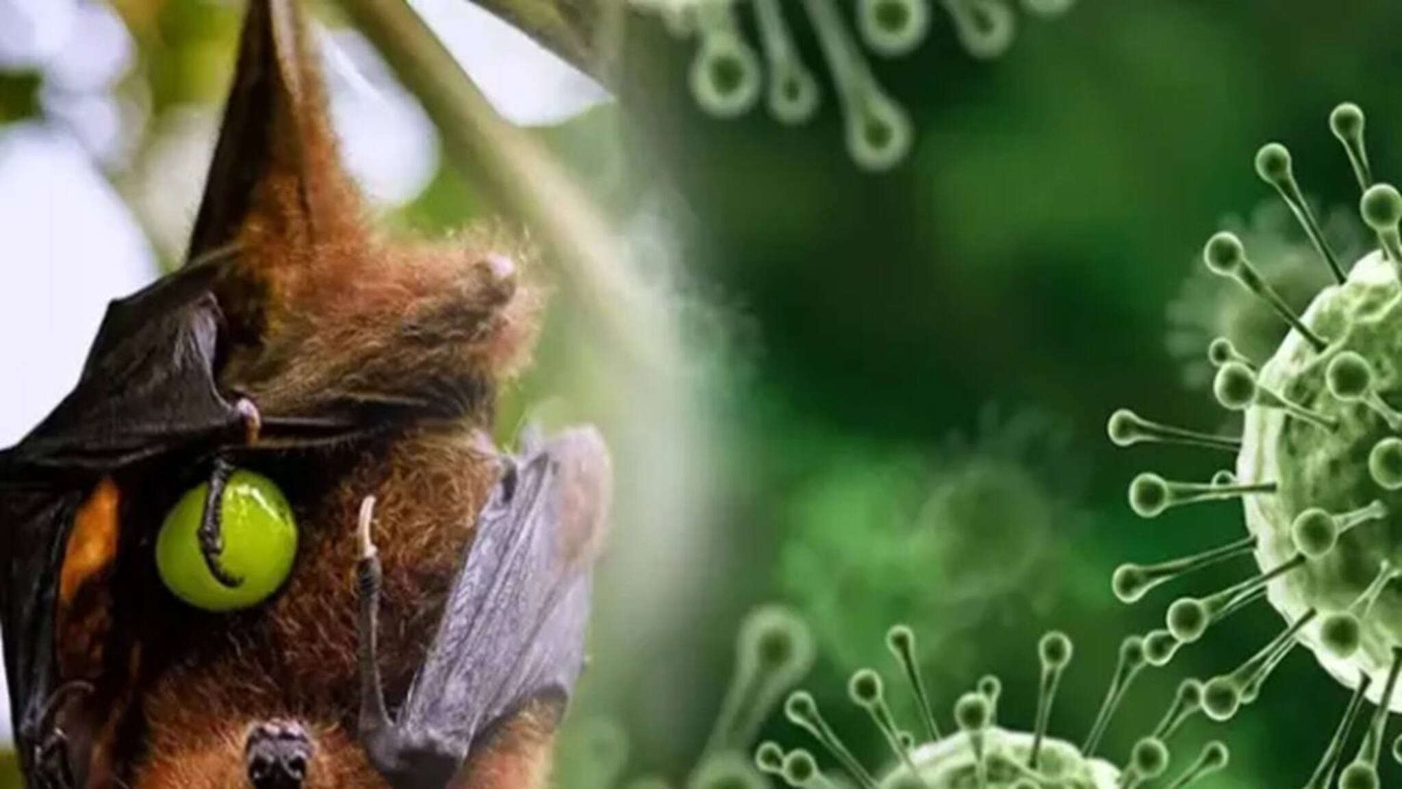 Nipah Virus: রাজ্যে দুই নিপা ভাইরাস আক্রান্তের খোঁজ! মুখ্যসচিব বললেন, 'বাদুর যা খায়, তা থেকে সাবধান'!