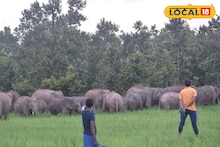 West Medinipur News: জঙ্গলমহলে গজরাজের প্রত্যাবর্তন, দু'দশকে হাতির সংখ্যায় অবিশ্বাস্য লাফ! তথ্য দেখে চমকে যাবেন