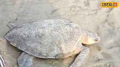 উদ্ধার হওয়া বিশাল কচ্ছপ।