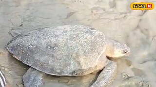 উদ্ধার হওয়া বিশাল কচ্ছপ।
