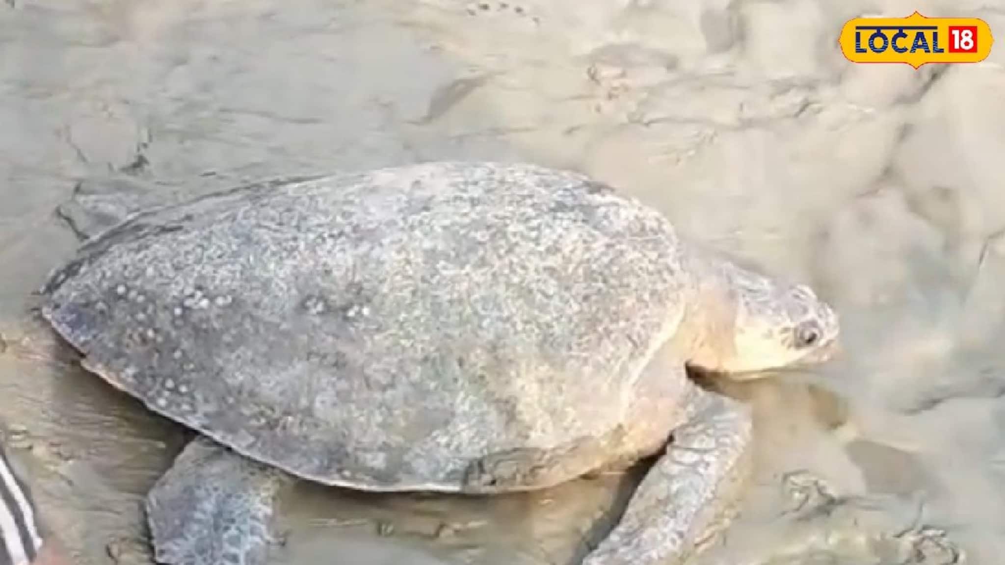 মাছ ধরতে গিয়ে জালে উঠল বিশাল কচ্ছপ, ওজন জানলে চোখ কপালে উঠবে!