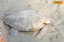 West Medinipur News: মাছ ধরতে গিয়ে জালে উঠল বিশাল কচ্ছপ, ওজন জানলে চোখ কপালে উঠবে! রূপনারায়ণ নদীতে হুলুস্থুল কাণ্ড