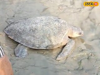 উদ্ধার হওয়া বিশাল কচ্ছপ।