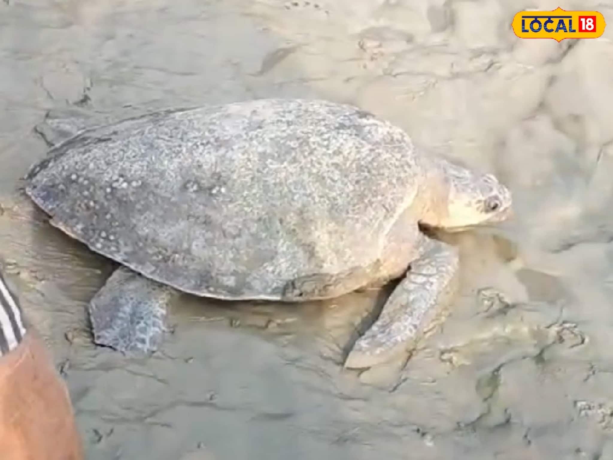 মাছ ধরতে গিয়ে জালে উঠল বিশাল কচ্ছপ, ওজন জানলে চোখ কপালে উঠবে!