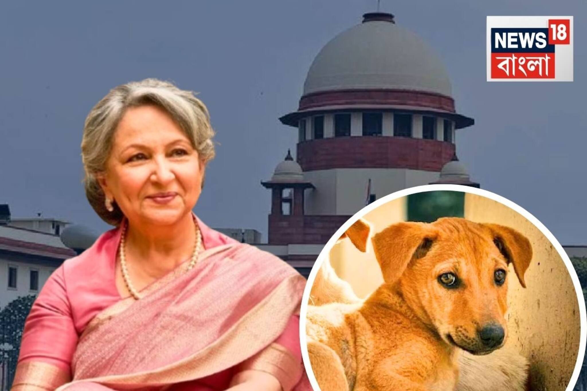 পথকুকুরদের পাশে শর্মিলা ঠাকুর...সুপ্রিম কোর্টে সওয়াল! ‘আপনি বাস্তব থেকে অনেক দূরে,’ বলল..