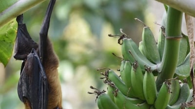 Nipah Virus Scare: Two Hospitalized on Suspicion, CM Monitoring Situation