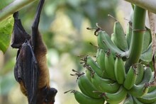 Nipah Virus: নিপা ভাইরাসে আক্রান্ত সন্দেহে হাসপাতালে ভর্তি ২, ভেন্টিলেশনে রেখে চিকিৎসা