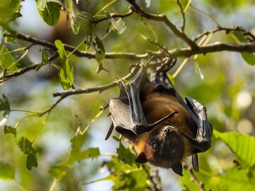 ছড়াতে পারে খেজুরের রস থেকে...ছড়ায় বাদুড়, শূকরে! নিপা ভাইরাসের লক্ষণ অত্যন্ত সাধারণ...