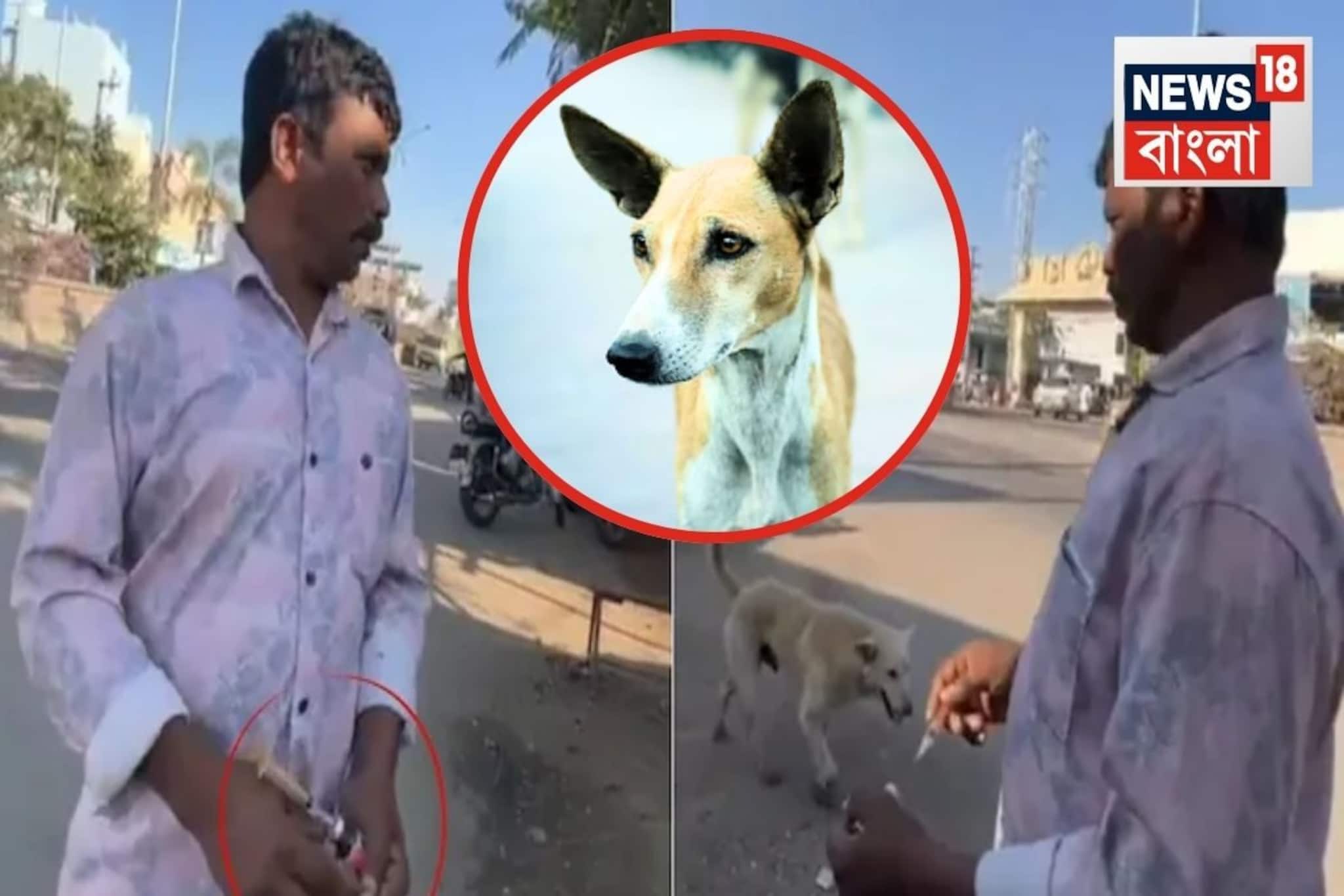 ‘বিষ’ ইঞ্জেকশন হাতে ঘুরছে...পথকুকুর ধরছে আর দিয়ে দিচ্ছে! তেলঙ্গানায় ৫০০ কুকুর খুন