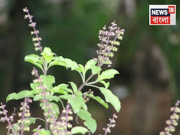 মঞ্জরীতে ভরে যাবে তুলসী গাছ! শুধু নুন আর কফি...ঠিক মতো ব্যবহার করতে পারলে... মঞ্জরীতে ভরে যাবে তুলসী গাছ! শুধু নুন আর কফি...ঠিক মতো ব্যবহার করতে পারলে...