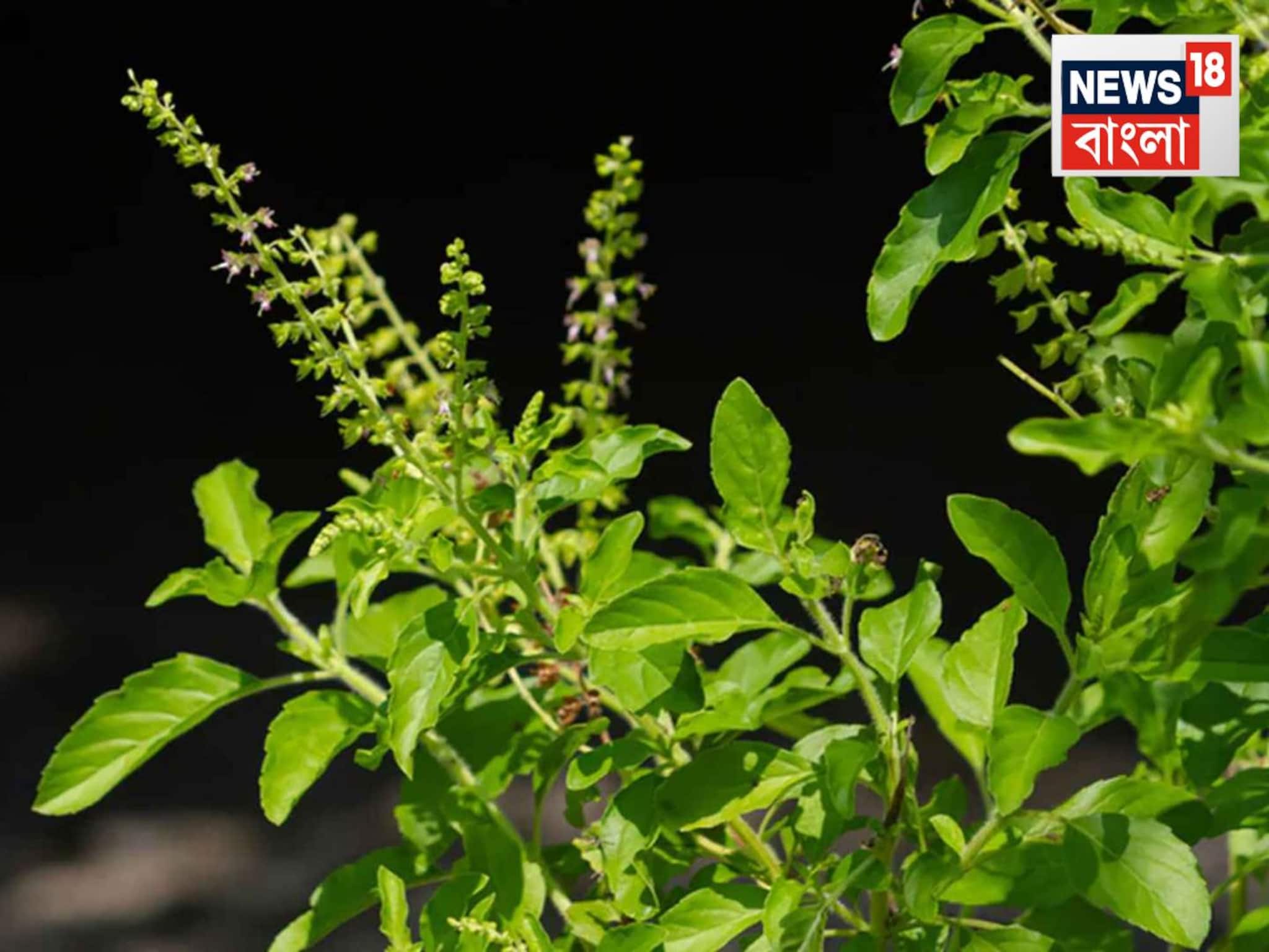 মঞ্জরীতে ভরে যাবে তুলসী গাছ! শুধু নুন আর কফি...ঠিক মতো ব্যবহার করতে পারলে... মঞ্জরীতে ভরে যাবে তুলসী গাছ! শুধু নুন আর কফি...ঠিক মতো ব্যবহার করতে পারলে...