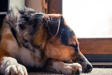 Dog Facts: পোষা কুকুর কেন সবসময় দরজার কাছেই ঘুমোয়? সবাই দেখলেও কারণ জানেন ১০০% কুকুরপ্রেমীও, জানুন