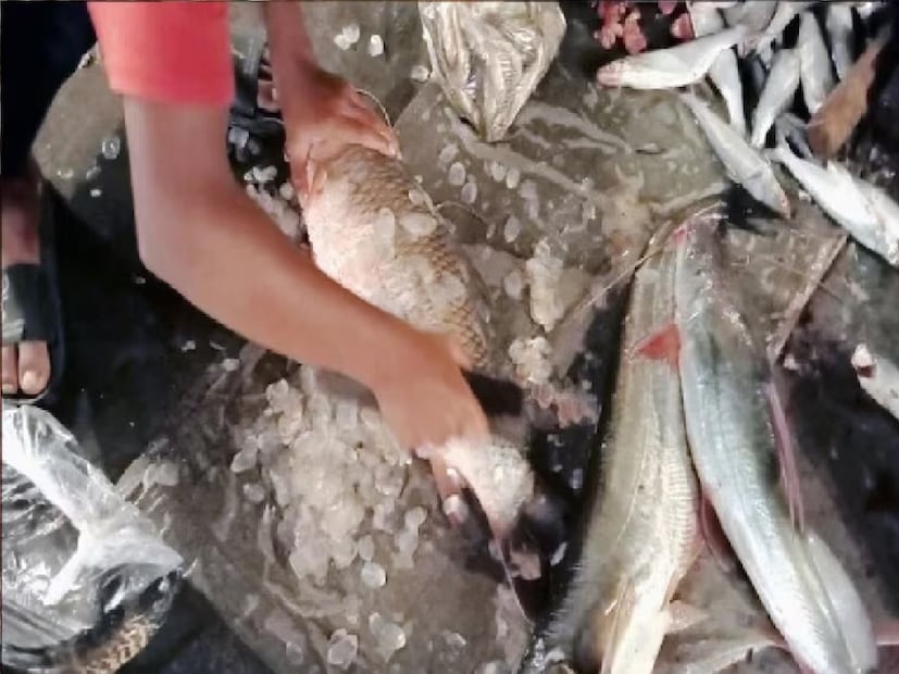 Fish Scale Health Effects মাছের সঙ্গে পেটে আঁশ চলে গেছে? এতে কী হয় ...