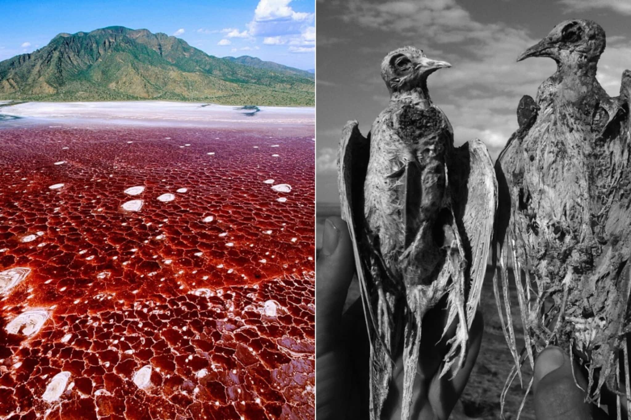 ভয়ঙ্কর বিভীষিকা, রক্তের মতো লাল জলের যে হ্রদে নামলেই পশু-পাখিরা 'পাথর' হয়ে যায়