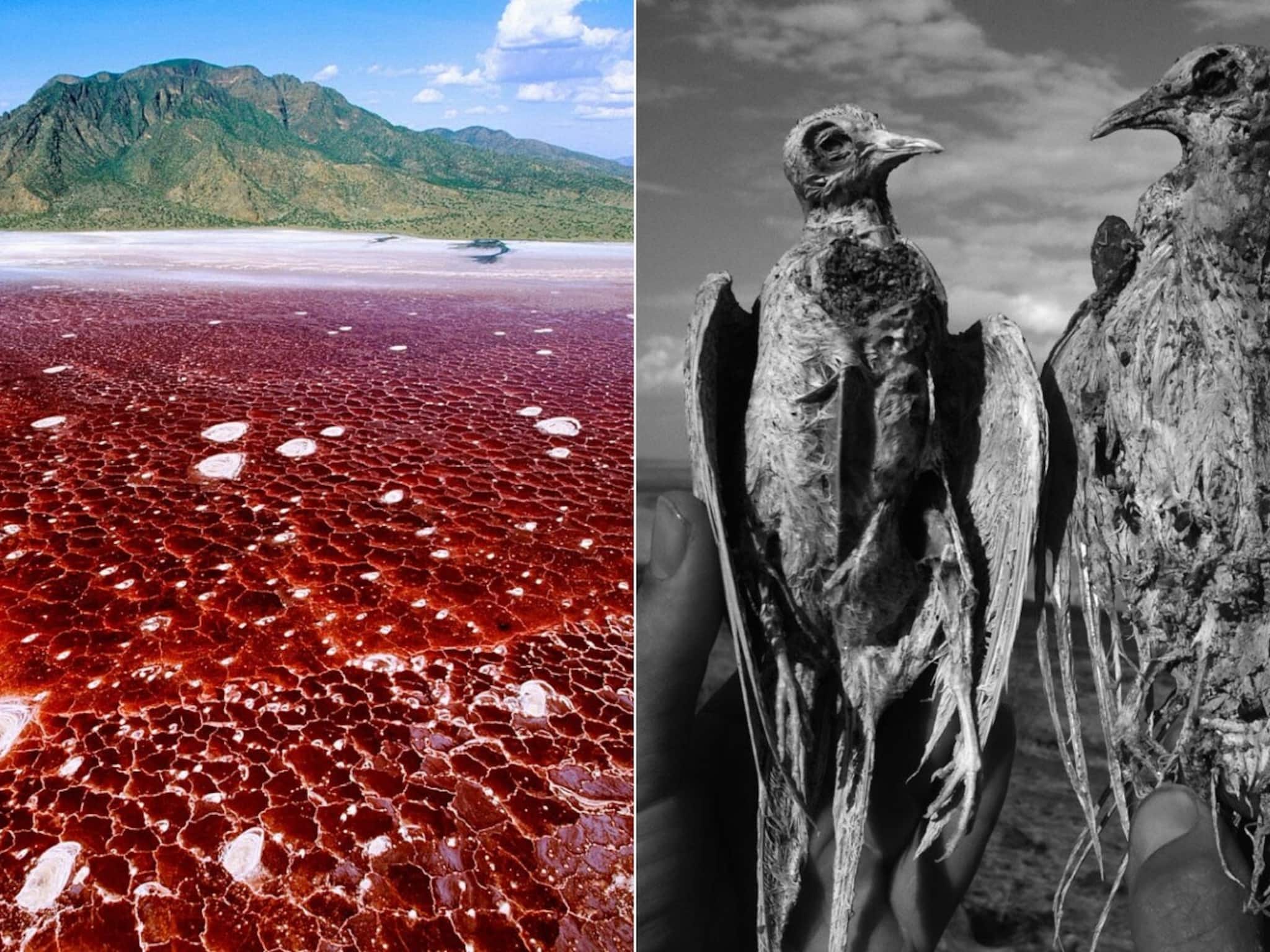 ভয়ঙ্কর বিভীষিকা, রক্তের মতো লাল জলের যে হ্রদে নামলেই পশু-পাখিরা 'পাথর' হয়ে যায়