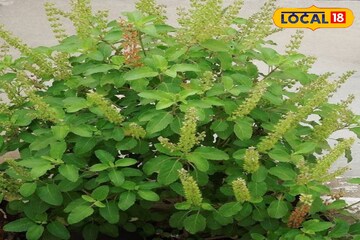 বাড়িতে তুলসীগাছ থাকলে এই ভুল সকলেই করে,কিন্তু এতেই অমঙ্গল! কয়েকদিনেই পথের ভিখারি করে ছাড়ে