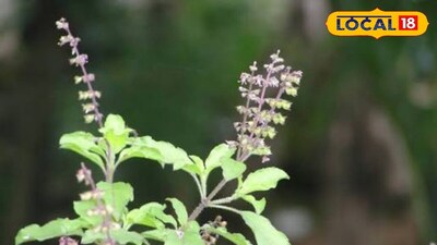 তুলসীগাছ।