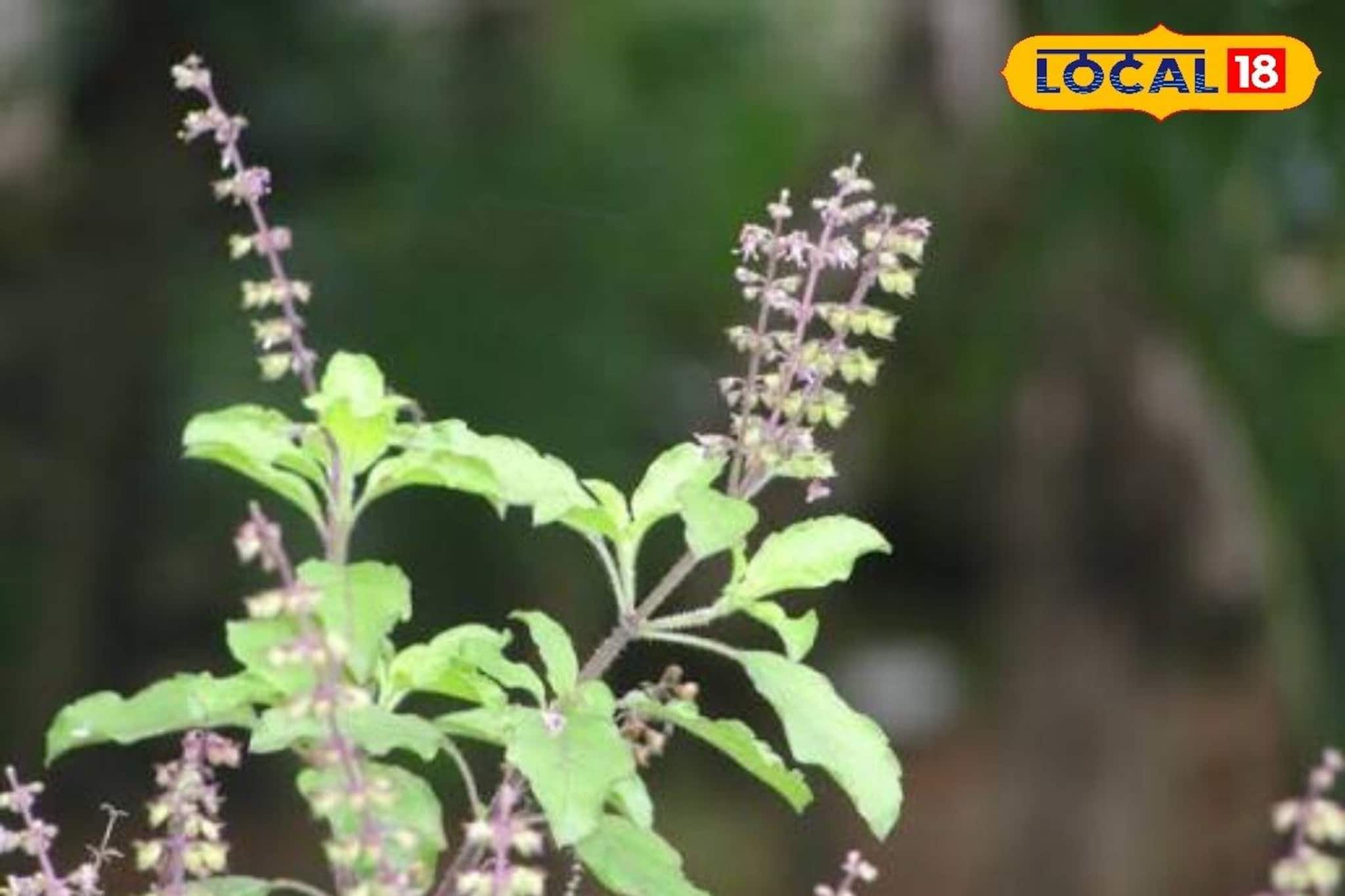 বাড়িতে তুলসীগাছ থাকলে এই ভুল সকলেই করে,কিন্তু এতেই অমঙ্গল! কয়েকদিনেই পথের ভিখারি করে ছাড়ে