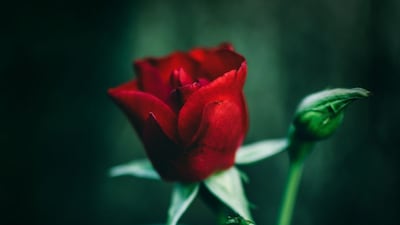 मार्च-अप्रैल में भी गुलाबों से महकेगा आपका बगीचा, फूलों का आकार बढ़ाने के आसान उपाय.