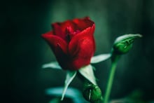 Rose Growing Tips: মার্চ-এপ্রিলেও গোলাপে ভরে থাকবে বাগানের সব গাছ, সহজ 'এই' কৌশলে বাড়বে ফুলের মাপ, গাছের পাতা দেখা যাবে না