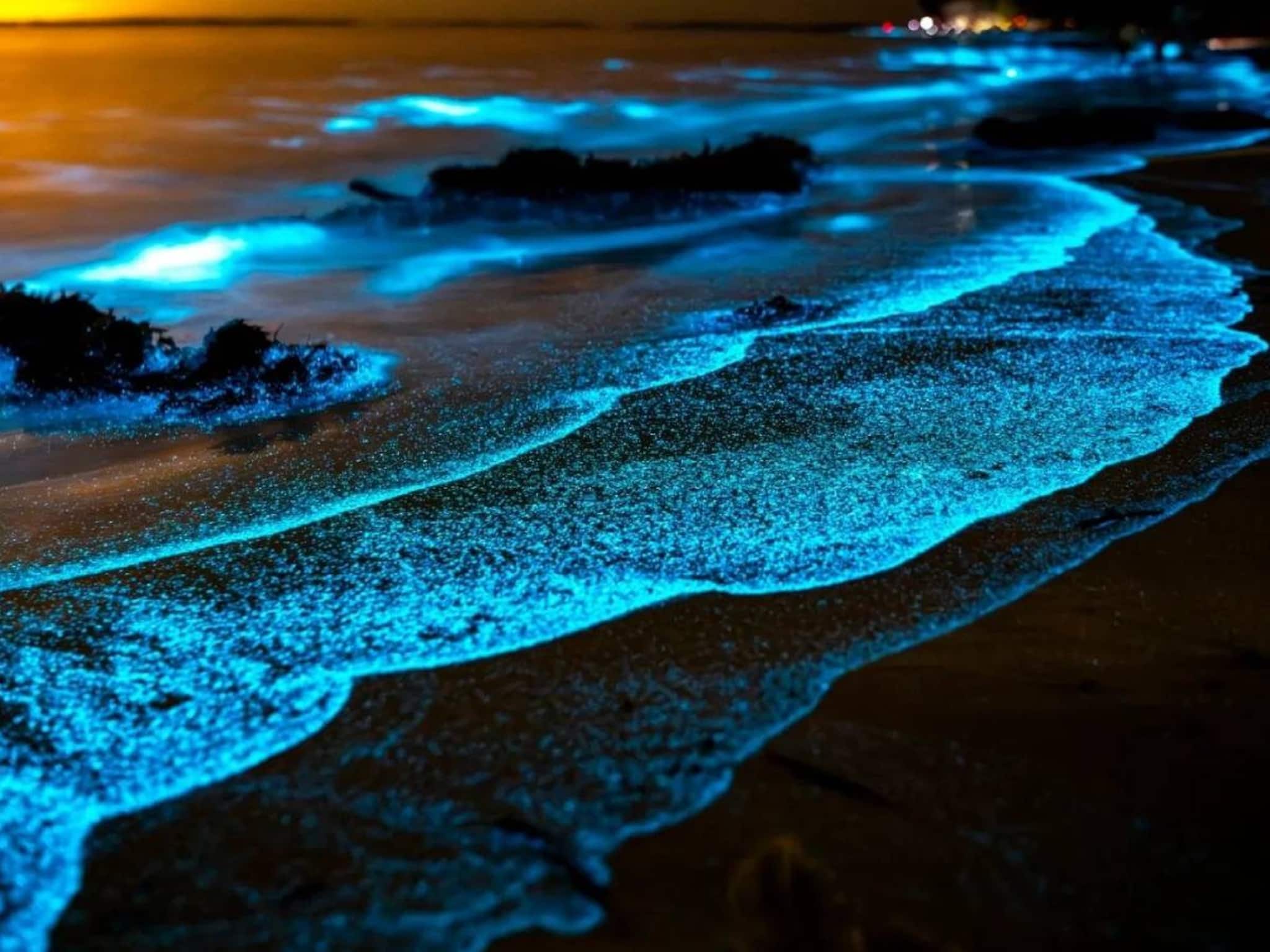 অন্ধকারে সমুদ্রের জলে আলো জ্বলে! ভারতের এই '৭' সৈকত রাতে ছবির চেয়েও সুন্দর, ছবি দেখুন