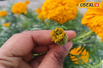 শীত কমতেই শুকাতে শুরু করেছে গাঁদাগাছ? ফের তাজা ফুল ফুটবে পুরনো, শুকনো গাছেই, জানুন কৌশল