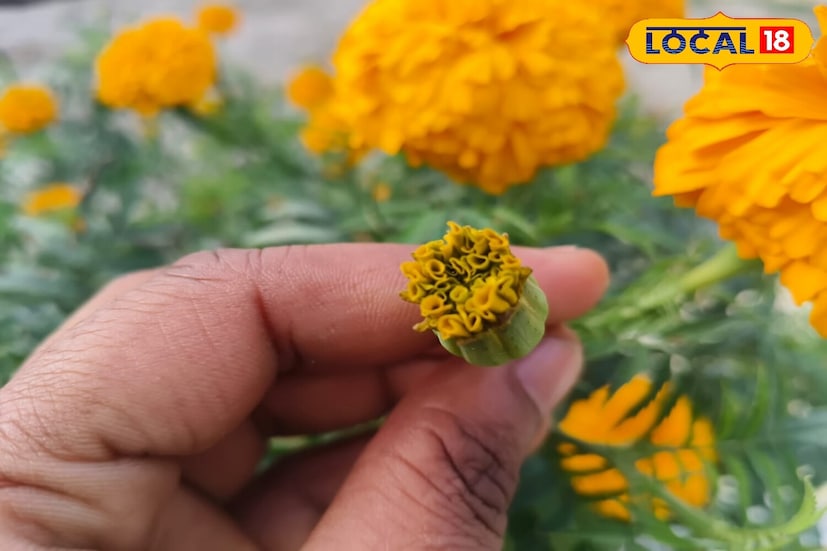 *আবহাওয়া পরিবর্তনের প্রভাব কেবল মানুষের উপরই নয়, গাছপালার উপরও স্পষ্টভাবে দেখা যায়। যদি কোনও টবে রাখা গাঁদা গাছ হঠাৎ শুকিয়ে যেতে শুরু করে, তার পাতা হলুদ হয়ে যায়, অথবা ফুল ঝরে পড়তে শুরু করে, তবে তার অতিরিক্ত যত্নের প্রয়োজন। সঠিক ব্যবস্থা গ্রহণের মাধ্যমে, গাঁদা গাছটি তার সবুজ অবস্থায় ফিরে আসবে এবং ফুল ফোটবে। সংগৃহীত ছবি। 