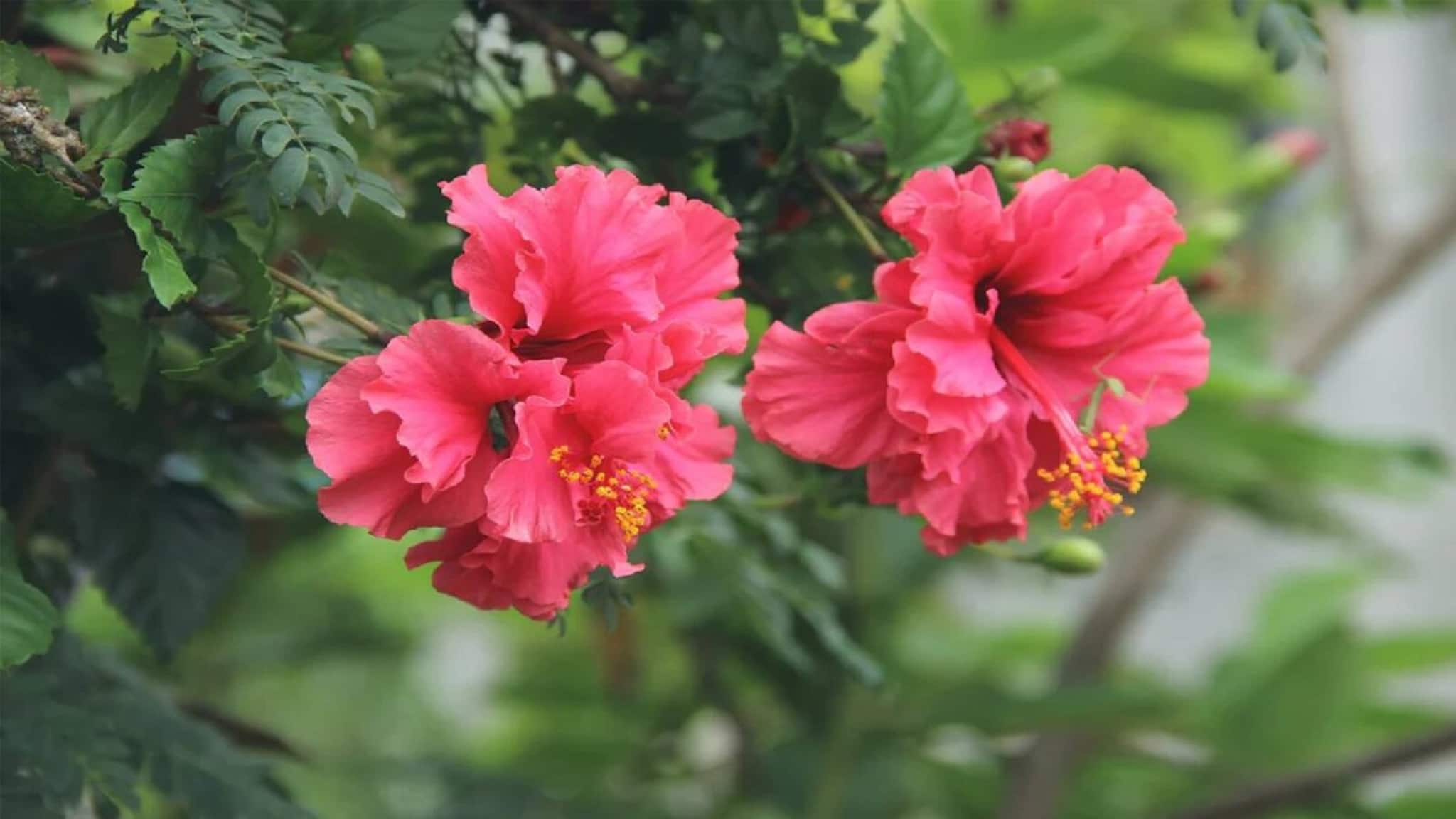 Hibiscus Plant Gardening Tips: ১ পয়সাও খরচ নেই, বাড়ির সব জবাগাছেই ফুটবে বড় মাপের হাজার হাজার ফুল, চোখ ফেরাতে পারবে না কেউ! মালি বলে দিলেন মোক্ষম কৌশল