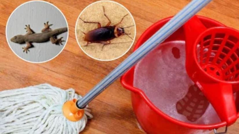 Lizard, Cockroach Tips: গরমের দিনে তাপ থেকে বাঁচতে তেলাপোকা, টিকটিকি, ছোট পোকামাকড়রা ঠান্ডা জায়গার খোঁজে ঘরে ঢুকে পড়ে। বিশেষ করে রান্নাঘরের শেলফ, সিঙ্কের নিচে, ফ্রিজের পেছনে, বাথরুমের কোণে—যেখানে একটু আর্দ্রতা থাকে, সেখানেই ওরা বেশি জড়ো হয়। অনেকেই সঙ্গে সঙ্গে কেমিক্যাল স্প্রে ব্যবহার করেন। কিন্তু সেগুলো স্বাস্থ্যের জন্য ক্ষতিকর হতে পারে। তাই প্রাকৃতিক উপায়ে পোকামাকড় দূরে রাখার কয়েকটি সহজ কিচেন-টিপস জানা খুবই দরকার। প্রতিদিন মেঝে মুছতে যে জলে ব্যবহার করা হয়, তাতেই যদি কয়েকটি সহজ রান্নাঘরের উপাদান মেশানো যায়, তাহলে কাজ হয়ে যাবে। এদের তীব্র গন্ধে তেলাপোকা-টিকটিকি ঘরে থাকতে পারে না। Lizard, Cockroach Tips: গরমের দিনে তাপ থেকে বাঁচতে তেলাপোকা, টিকটিকি, ছোট পোকামাকড়রা ঠান্ডা জায়গার খোঁজে ঘরে ঢুকে পড়ে। বিশেষ করে রান্নাঘরের শেলফ, সিঙ্কের নিচে, ফ্রিজের পেছনে, বাথরুমের কোণে—যেখানে একটু আর্দ্রতা থাকে, সেখানেই ওরা বেশি জড়ো হয়। অনেকেই সঙ্গে সঙ্গে কেমিক্যাল স্প্রে ব্যবহার করেন। কিন্তু সেগুলো স্বাস্থ্যের জন্য ক্ষতিকর হতে পারে। তাই প্রাকৃতিক উপায়ে পোকামাকড় দূরে রাখার কয়েকটি সহজ কিচেন-টিপস জানা খুবই দরকার। প্রতিদিন মেঝে মুছতে যে জলে ব্যবহার করা হয়, তাতেই যদি কয়েকটি সহজ রান্নাঘরের উপাদান মেশানো যায়, তাহলে কাজ হয়ে যাবে। এদের তীব্র গন্ধে তেলাপোকা-টিকটিকি ঘরে থাকতে পারে না।