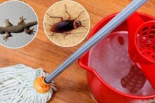 Lizard, Cockroach Tips: ঘর পরিষ্কারের জলে এই জিনিস মেশালেই উধাও টিকটিকি থেকে আরশোলা!