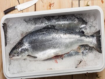 বেশি করে মাছ কিনে ফ্রিজে রাখেন? ফ্রিজে কতদিন পর্যন্ত মাছ রেখে খেলে অসুস্থ হয়ে পড়বেন না?