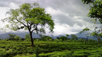 বাজেট নিয়ে হতাশ উত্তরের চা মহল